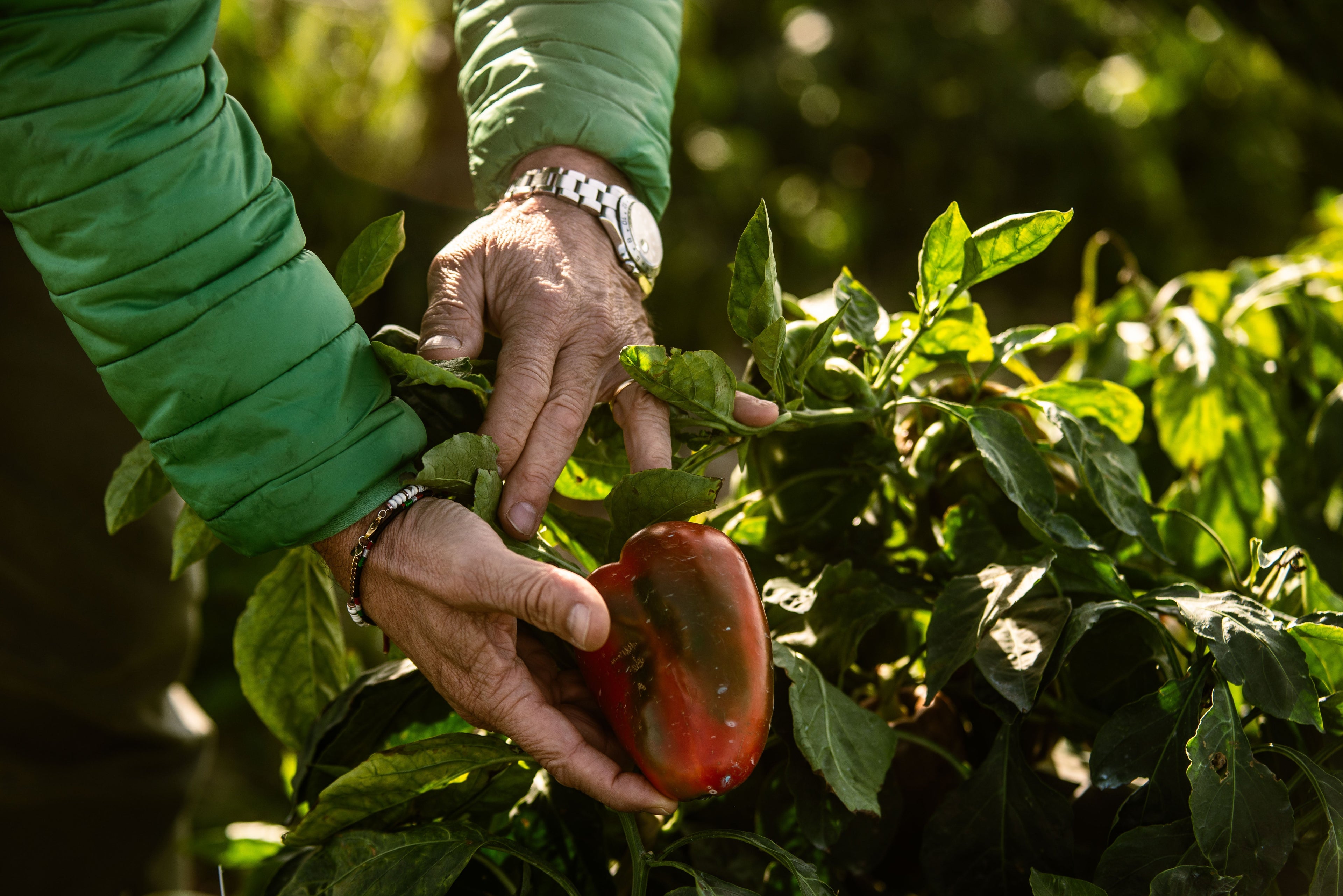 Conserve Sott’Olio Artigianali: Il Sapore Autentico Pugliese